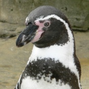 Photo of Sea Life Park, Weymouth