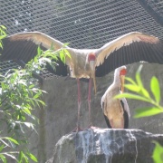 Photo of Colchester Zoo