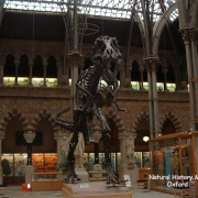 Photo of University Museum of Natural History