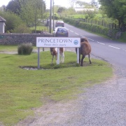 Dartmoor ponies at Princetown, Devon. May 2006
