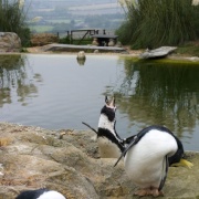 Photo of Whipsnade Wild Animal Park