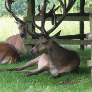 Photo of Calke Abbey