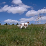 Photo of Beckhampton