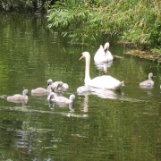 Swans with 9 Cygnets, Castle Park, Colchester, June 2006