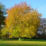 A Tree in Autumn at Masham, Yorkshire