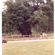 Photo of Sherwood Forest