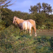 Photo of Quantock Hills