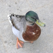 Photo of Tyne Green Country Park