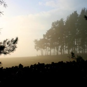 Photo of Whinfell Forest