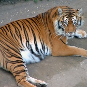 Photo of Thrigby Hall Wildlife Gardens