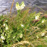 Photo of Thrybergh Country Park