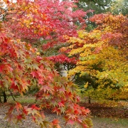 Photo of Westonbirt Arboretum