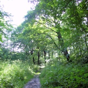 Photo of Grin Low Country Park