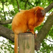 Photo of Paignton Zoo
