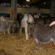 Photo of The Donkey Sanctuary