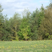 Photo of New Lount Nature Reserve