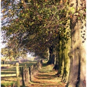 Photo of Rothamsted Park
