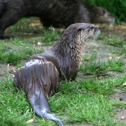 Photo of New Forest Otter, Owl and Wildlife Park