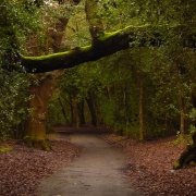 Photo of Sutton Park