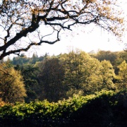 Photo of Tollard Royal