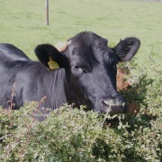 Photo of Bishop Thornton