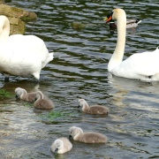 Mute Swan Family.