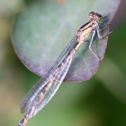 Photo of On gossamer wings - dragonflies