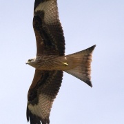 Photo of Ewelme - an Oxfordshire village