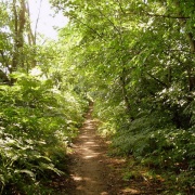 Photo of Low Coniscliffe