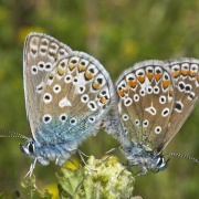 Photo of Belhus Woods Country Park