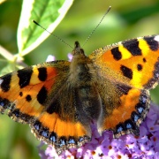 Photo of Butterfly