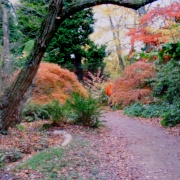 Photo of Batsford Park Arboretum