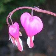 Photo of Lower Gornal