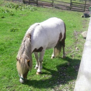 Photo of Greeb Animal Farm & Craft Workshops