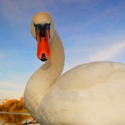 Photo of Beautiful Swans