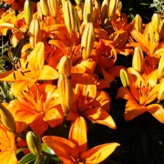 Photo of Little Staughton