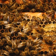 Photo of Quince Honey Farm