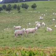 Photo of Sheep may safely graze