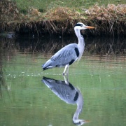 Photo of Reflections 2 - Birds
