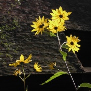 Photo of South Stoke