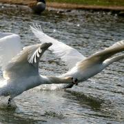 Mute Swans