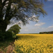 Photo of Yellow fields