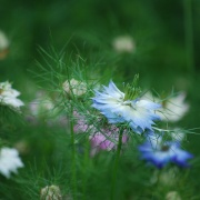 Photo of Trengwainton Garden