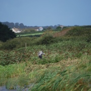 Marazion marshes with grey heron swooping in