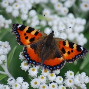 Photo of Butterflies