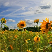 Photo of Sunflowers For Ukraine