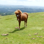 Photo of Haytor Vale