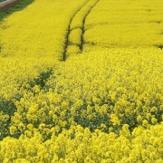 Photo of Shipton Oliffe