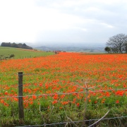 Photo of Melbury Abbas