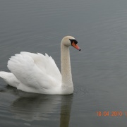 Photo of Hatfield Moors
